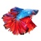 Betta Fish - Virtual Aquarium captures the beauty of Betta fish like never seen before in a 3D virtual fish tank