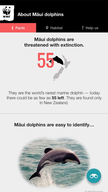 Maui Dolphin