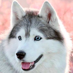 Husky Wallpapers HD Pro