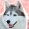 Husky Wallpapers HD Pro is a collection of all beautiful and lovely Husky wallpapers for your iPhone