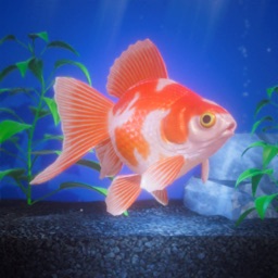 Gold Fish Pet