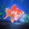 Icon Gold Fish Pet