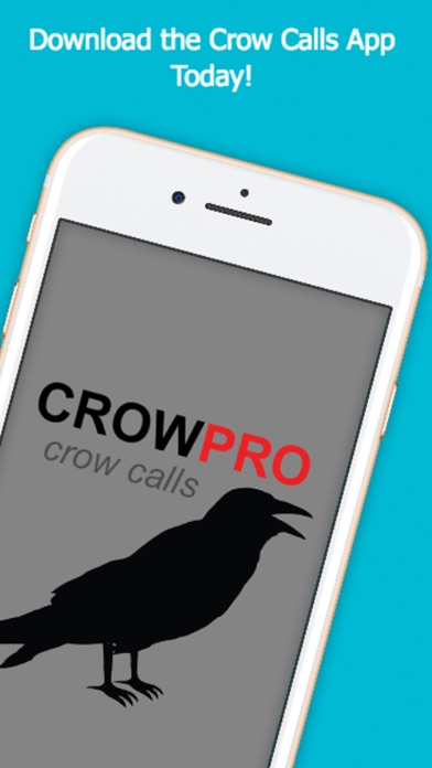 Calling crows