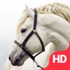 FREE Horse Catalog | Best Horse Breeds Collections