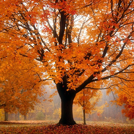 Autumn Tree Fall Wallpapers - Winter Backgrounds Icon