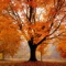 Autumn Tree Fall Wallpapers - Winter Backgrounds