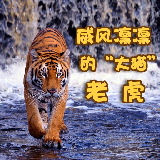 奇妙的朋友萌萌百科动物系列：威风凛凛的“大猫”老虎 icon