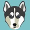 Finally a great personalised app for your Alaskan Malamute