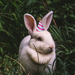 Bunnies With Hats