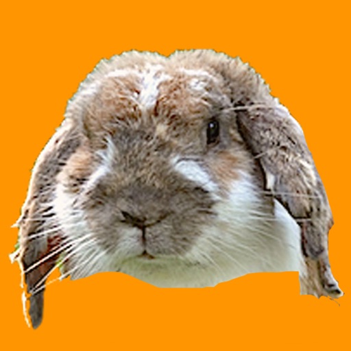 Rabbit or Not Icon