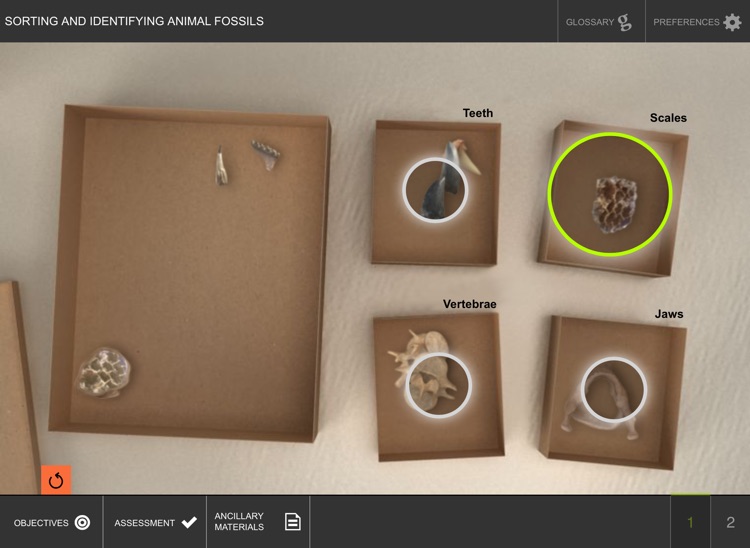 Analysis of Fossil Evidence