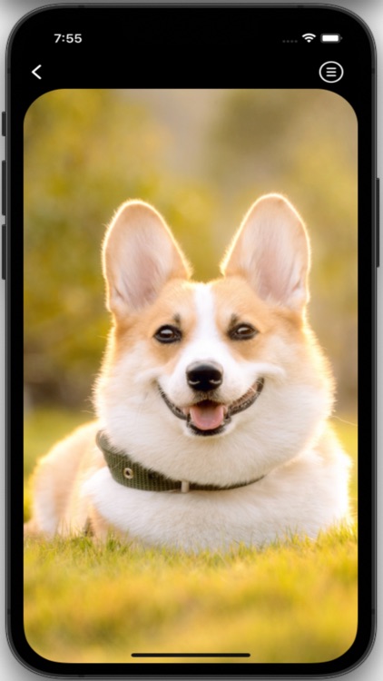 Dog Wallpapers HD Pro screenshot-6