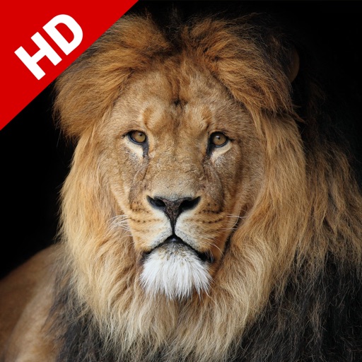 King Lion Wallpapers | HD Backgrounds icon