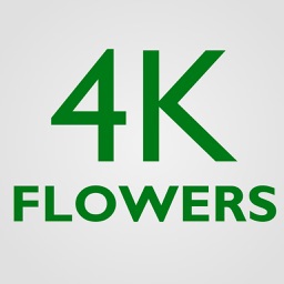 4K Flowers