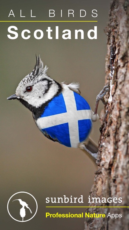 All Birds Scotland Complete Guide Scottish Birds