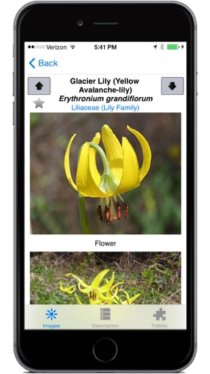 Glacier Wildflowers(圖5)-速報App