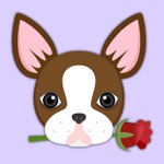 Chocolate Boston Terrier