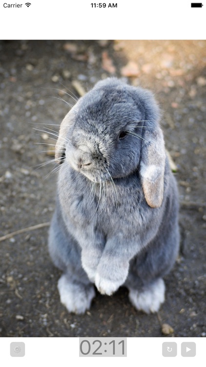 Bunny Timer by Rob Sturgeon