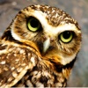Owls Encyclopedia Plus+