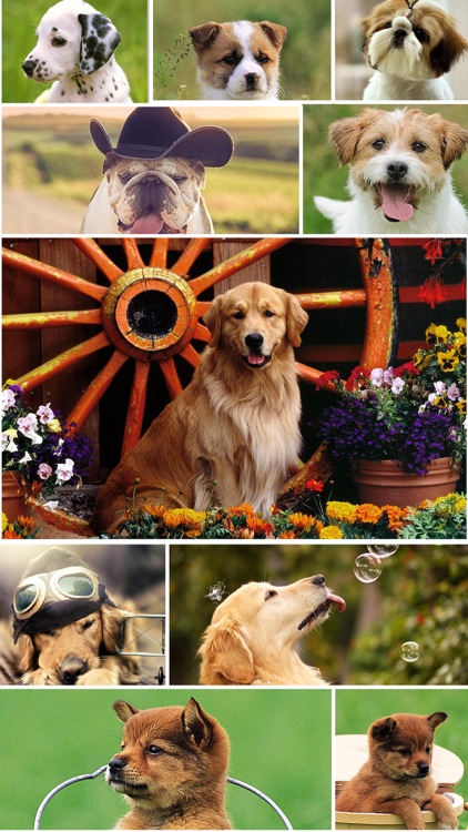 Dog Wallpapers - Home Screen Themes & Backgrounds