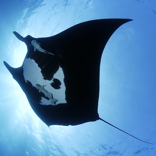 Manta Rays