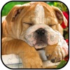Dog Animal Jigsaw Puzzle Free For Kids and Adults