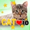 Cat io is like a trip through the pet store of your dreams