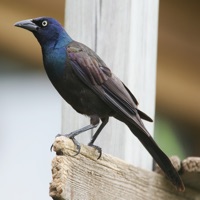 Grackle Bird Calls - 고음질 음향 효과  PC 용