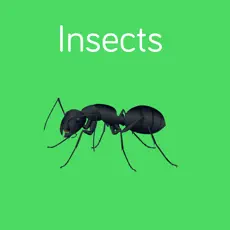 Insects Flashcard for babies and preschoo‪l‬ ‬