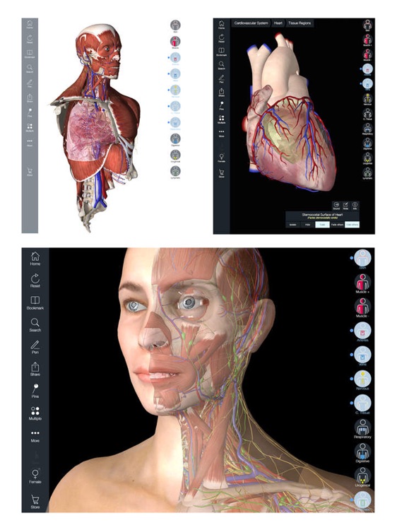 3D Anatomy Atlas Human body structure, Physiology by Anna Mathe