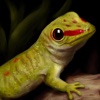 Gecko Wallpapers HD- Quotes and Art
