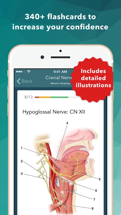 MOORE Clinical Anatomy Flashcards