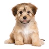 Puppy Pet Jigsaw Puzzle Cute Dog Animal Kids Games
