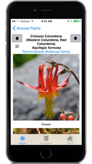 Yosemite Wildflowers(圖4)-速報App