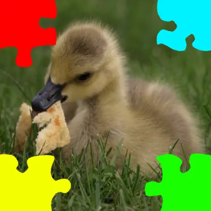 Ducklings, Goslings Jigsaw Puzzles Cheats