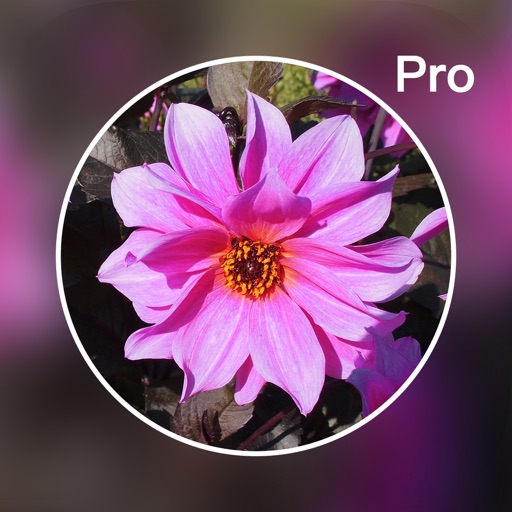 Photo Blur Editor Pro - Touch Blur Effects &Mosaic