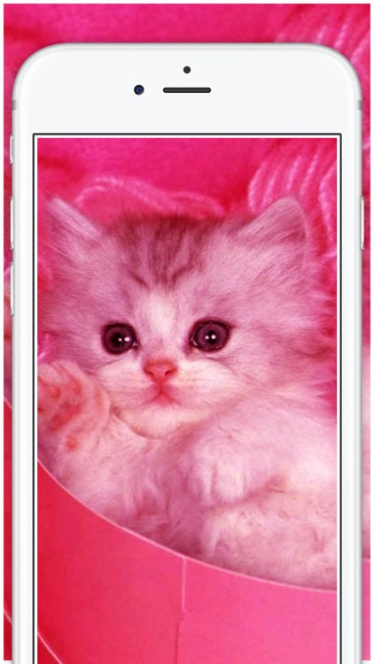 Black & Pink Cat Wallpapers - Cat Aesthetic Wallpapers for iPhone