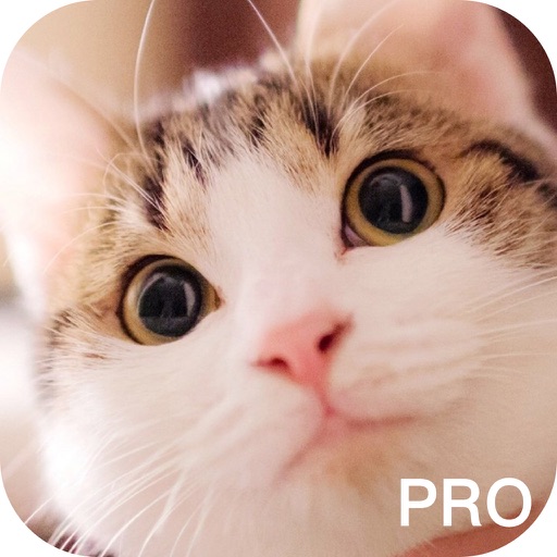 Kittens Sound Game PRO, talk with Tom cat! icon