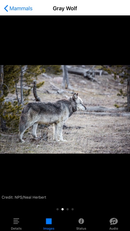 Yellowstone NP Field Guide screenshot-5