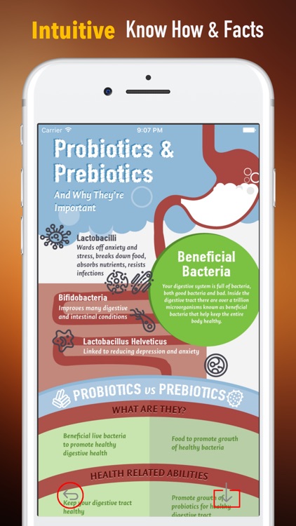 Probiotic Diet Protocol-Belly Fat and Gut Health