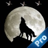 A Wolf Hunt In The Light Of The Moon PRO