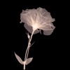 Floral X Ray Wallpapers HD-Quotes and Art Pictures