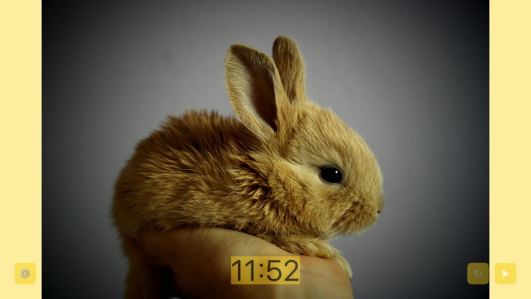 Bunny Timer PLUS: Cute Rabbit Photos Every Second! screenshot-4