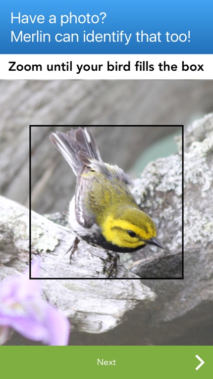 Merlin Bird ID by Cornell Lab of Ornithology