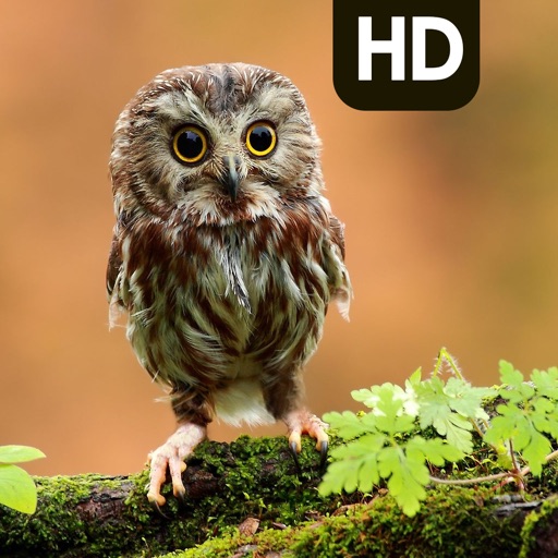 Owl Background | Cute Owl HD Pic.ture & Wallpaper icon