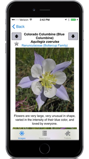 Colorado Rocky Mtn Wildflowers(圖4)-速報App