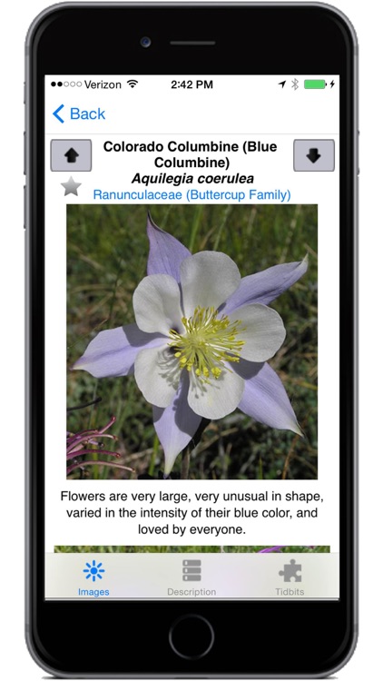 Colorado Rocky Mtn Wildflowers screenshot-3