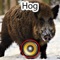 Real Hog Hunting Calls & Sounds