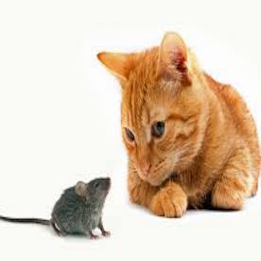 Mouse against cat icon