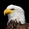 eagleday